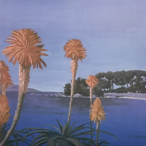Aloes au Scudo